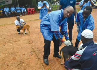 Commune de Bobo-Dioulasso : 8 000 animaux de compagnie à vacciner contre la rage