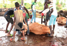 Santé animale et humaine dans la région de l’Est : ces soins vétérinaires illicites aux multiples dangers