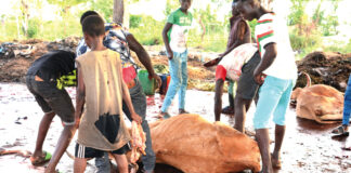 Santé animale et humaine dans la région de l’Est : ces soins vétérinaires illicites aux multiples dangers