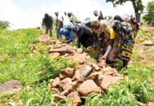 Gestion durable des terres dans le Centre-Nord : des producteurs domptent les collines de Boussouma
