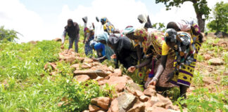 Gestion durable des terres dans le Centre-Nord : des producteurs domptent les collines de Boussouma