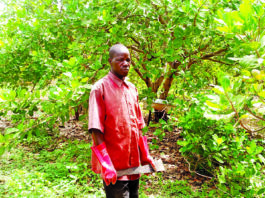 Entrepreneuriat agricole: Issiaka Zoubga, le producteur modèle sur les collines de Bouakuy