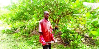 Entrepreneuriat agricole: Issiaka Zoubga, le producteur modèle sur les collines de Bouakuy