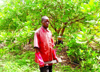 Entrepreneuriat agricole: Issiaka Zoubga, le producteur modèle sur les collines de Bouakuy