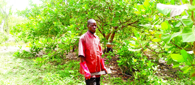 Entrepreneuriat agricole: Issiaka Zoubga, le producteur modèle sur les collines de Bouakuy