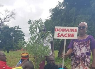Reboisement : Plus de 1.000 plants mis en terre par des ressortissants de Laye