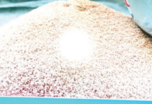 Utilisation efficiente du phosphate naturel en Afrique de l’Ouest: une mine pour améliorer la productivité agricole