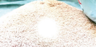 Utilisation efficiente du phosphate naturel en Afrique de l’Ouest: une mine pour améliorer la productivité agricole