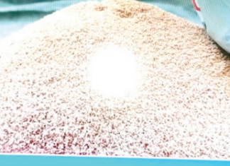 Utilisation efficiente du phosphate naturel en Afrique de l’Ouest: une mine pour améliorer la productivité agricole