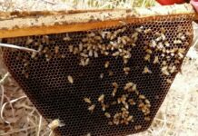 Déclin de la population d’abeilles : Une menace pour la biodiversité et l’humanité