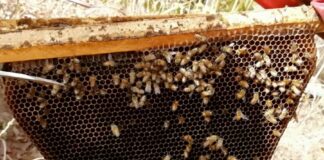 Déclin de la population d’abeilles : Une menace pour la biodiversité et l’humanité