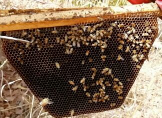 Déclin de la population d’abeilles : Une menace pour la biodiversité et l’humanité