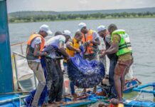 Barrage de Samandéni : Quinze tonnes de tilapias récoltées quatre mois après l’empoissonnement dans les cages