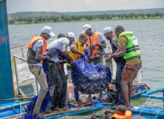 Barrage de Samandéni : Quinze tonnes de tilapias récoltées quatre mois après l’empoissonnement dans les cages