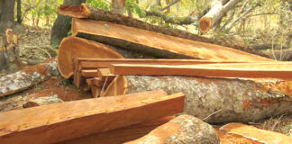 Trafic de bois d’œuvre dans le Kénédougou : des abattages à grande échelle dans l’ombre de l’insécurité