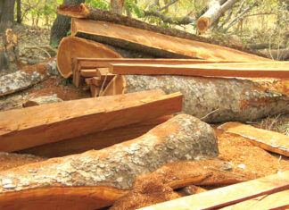 Trafic de bois d’œuvre dans le Kénédougou : des abattages à grande échelle dans l’ombre de l’insécurité