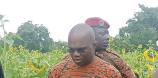 Campagne agricole 2024-2025 dans les Hauts-Bassins : de l’ananas et du tournesol « made in Burkina »