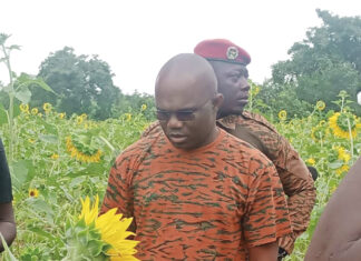 Campagne agricole 2024-2025 dans les Hauts-Bassins : de l’ananas et du tournesol « made in Burkina »