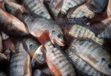 Burkina Faso : Vente spéciale de Tilapia de Samendeni les 5 et 6 Septembre