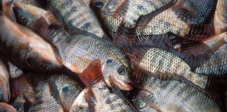 Burkina Faso : Vente spéciale de Tilapia de Samendeni les 5 et 6 Septembre