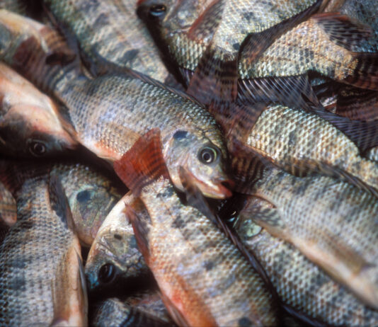 Burkina Faso : Vente spéciale de Tilapia de Samendeni les 5 et 6 Septembre