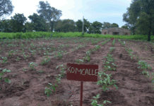 Biotechnologie au Burkina: une réponse durable aux défis agricoles