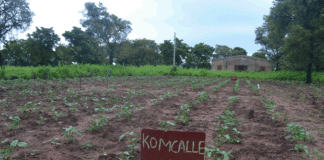 Biotechnologie au Burkina: une réponse durable aux défis agricoles