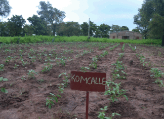 Biotechnologie au Burkina: une réponse durable aux défis agricoles