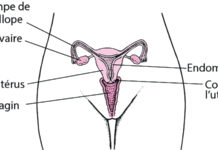 Douleurs pelviennes chez la femme : consulter immédiatement un médecin en cas de signes avant-coureurs