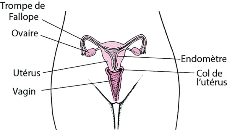 Douleurs pelviennes chez la femme : consulter immédiatement un médecin en cas de signes avant-coureurs