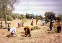 Lutte contre la sécheresse : les femmes rurales, moteurs de la résilience mondiale