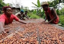 Côte d’Ivoire : Les producteurs de cacao restent insatisfaits des prix proposés