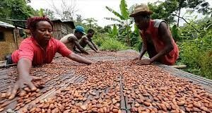Côte d’Ivoire : Les producteurs de cacao restent insatisfaits des prix proposés