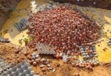 Région du Sahel : Saisie et destruction de 15 000 œufs impropres à la consommation