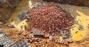 Région du Sahel : Saisie et destruction de 15 000 œufs impropres à la consommation