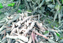 Transformation du manioc à Dédougou: un modèle d’entrepreneuriat féminin résilient face à l’insécurité