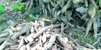 Transformation du manioc à Dédougou: un modèle d’entrepreneuriat féminin résilient face à l’insécurité