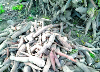 Transformation du manioc à Dédougou: un modèle d’entrepreneuriat féminin résilient face à l’insécurité
