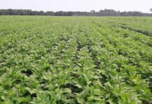 Namentenga : 6 Tonnes de haricots produites par l’Unité Guépard