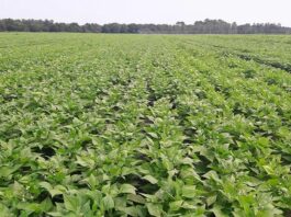 Namentenga : 6 Tonnes de haricots produites par l’Unité Guépard