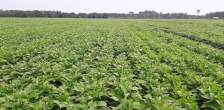 Namentenga : 6 Tonnes de haricots produites par l’Unité Guépard