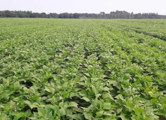 Namentenga : 6 Tonnes de haricots produites par l’Unité Guépard