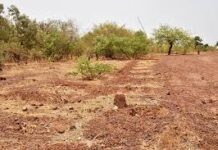 Ouahigouya : La crise sécuritaire menace la forêt communale