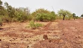 Ouahigouya : La crise sécuritaire menace la forêt communale