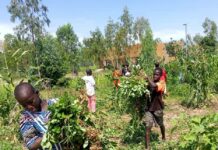 Sécurité alimentaire et nutritionnelle: s’inspirer de la nature pour produire plus et sain avec la synécoculture