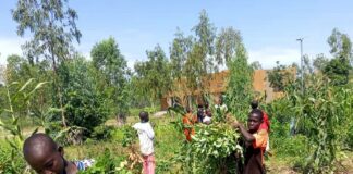 Sécurité alimentaire et nutritionnelle: s’inspirer de la nature pour produire plus et sain avec la synécoculture