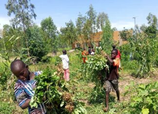 Sécurité alimentaire et nutritionnelle: s’inspirer de la nature pour produire plus et sain avec la synécoculture