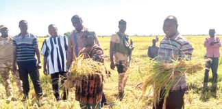 Champs expérimentaux des ministres à Bagré : une délégation gouvernementale satisfaite des cultures