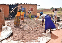 Adaptation aux changements climatiques dans le Centre-Nord : des PDI adoptent les semences améliorées