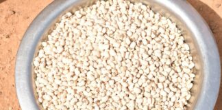 Variétés améliorées du niébé : « Komcallé », l’espoir des déplacés internes de Boussouma